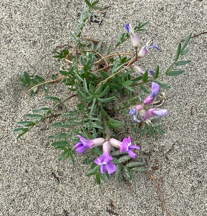 Kobuk Locoweed photo 8