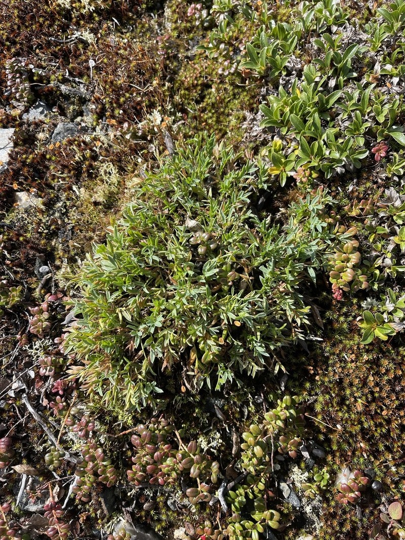 Kokrines Locoweed