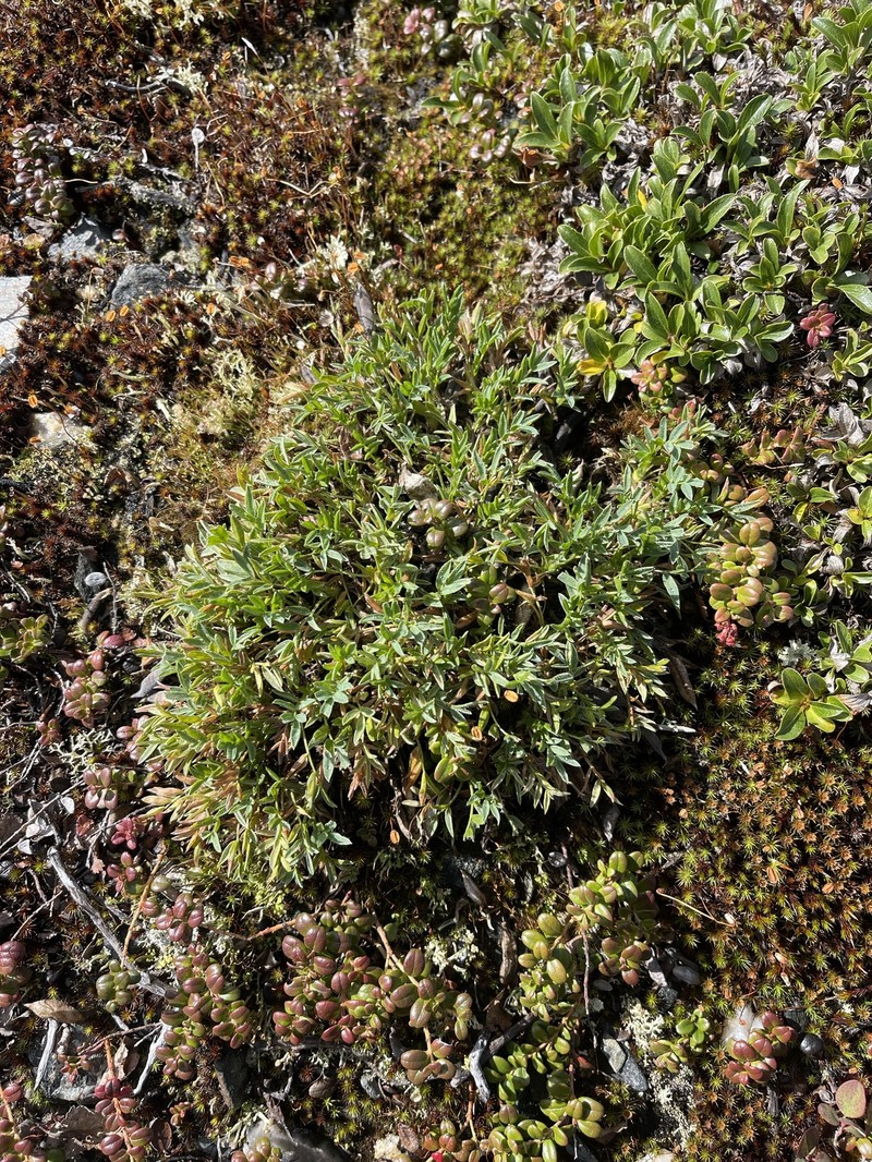 Kokrines Locoweed photo 2