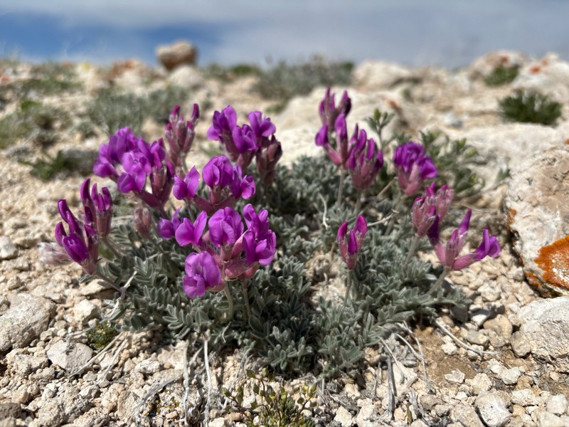 Haresfoot Locoweed