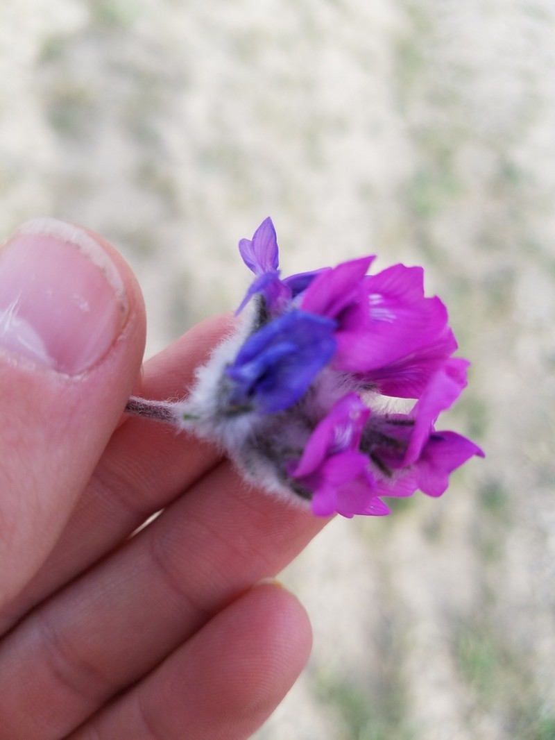Haresfoot Locoweed photo 3