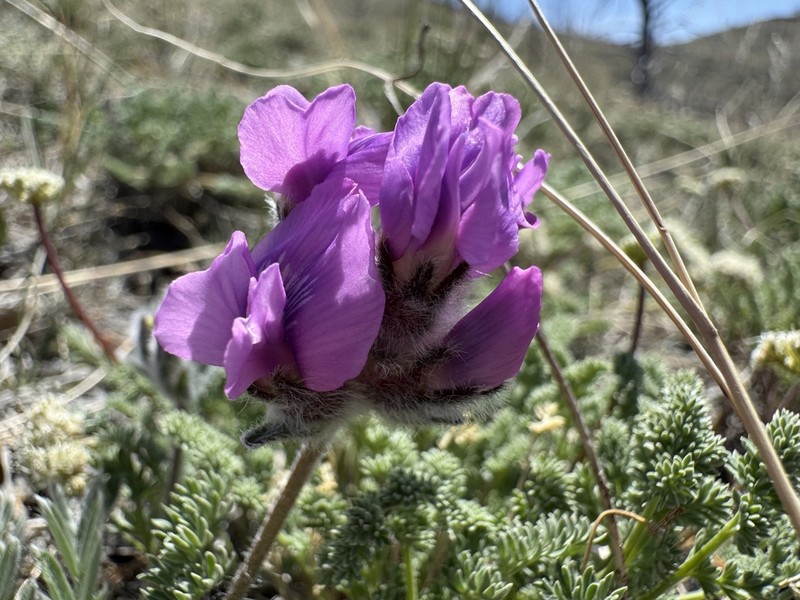 Haresfoot Locoweed photo 4
