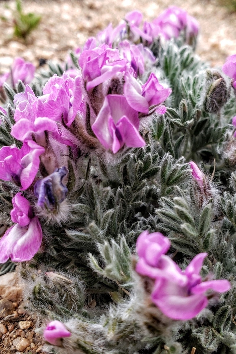 Haresfoot Locoweed photo 5