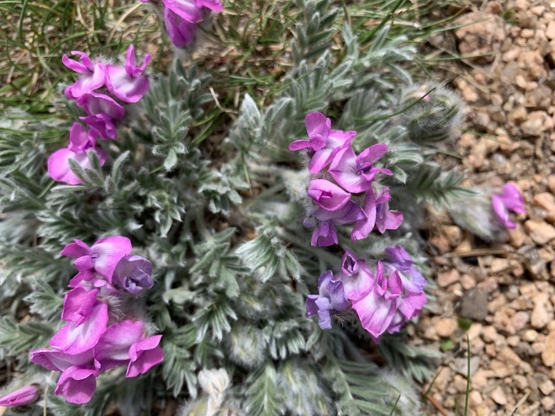 Haresfoot Locoweed photo 6