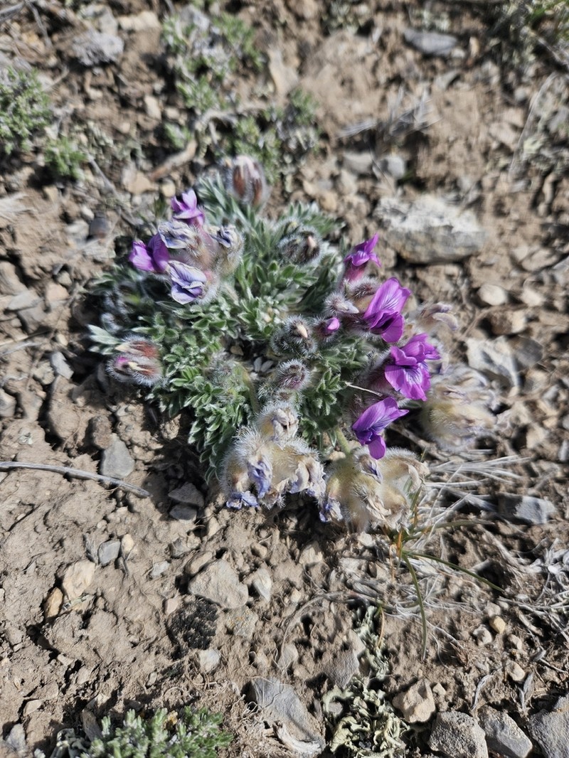 Haresfoot Locoweed photo 7
