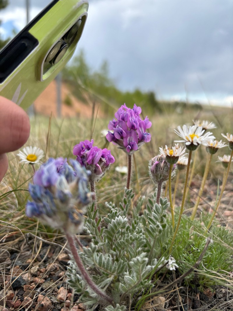 Oxytropis lagopus var. atropurpurea