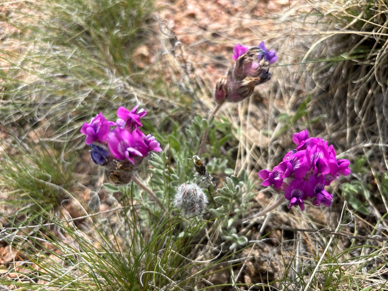 Oxytropis lagopus var. atropurpurea photo 2
