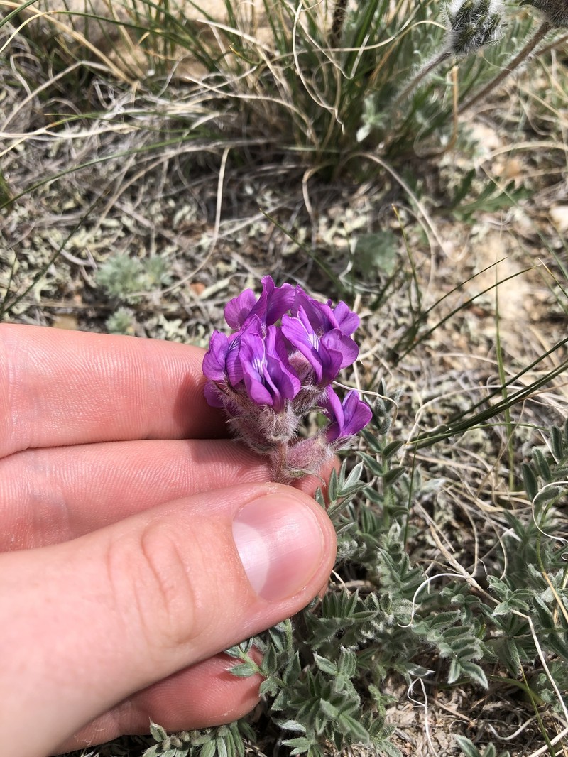 Oxytropis lagopus var. atropurpurea photo 3
