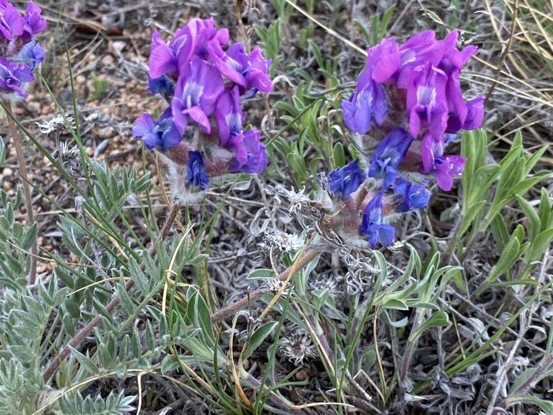 Oxytropis lagopus var. atropurpurea photo 4