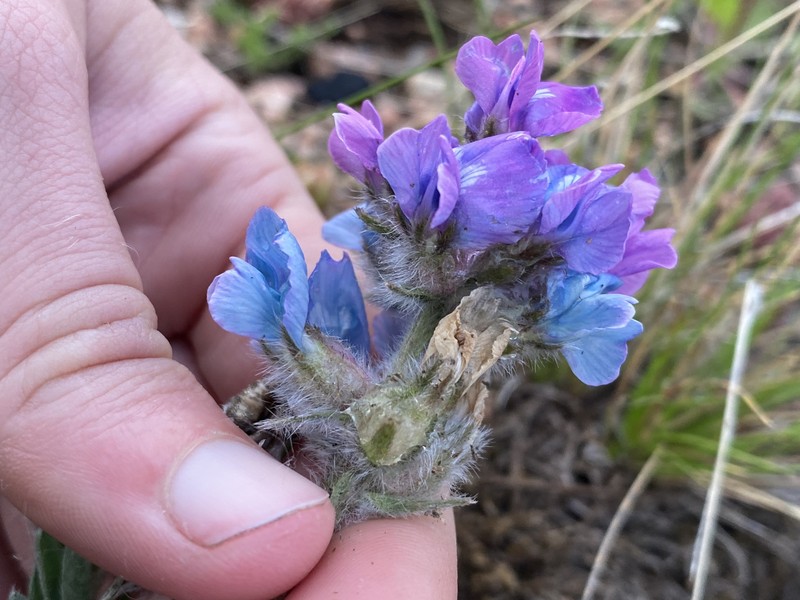 Oxytropis lagopus var. atropurpurea photo 5