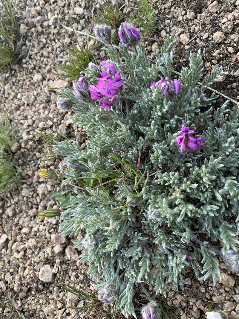 Oxytropis lagopus var. atropurpurea photo 6