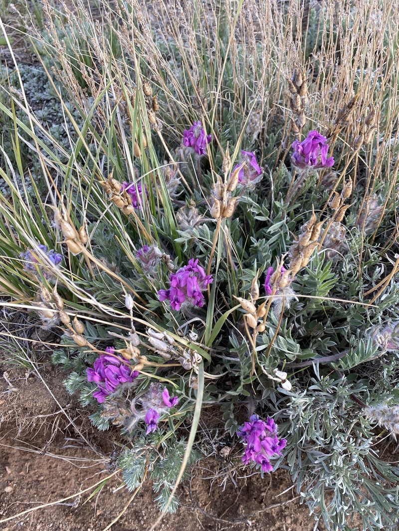 Oxytropis lagopus var. atropurpurea photo 7
