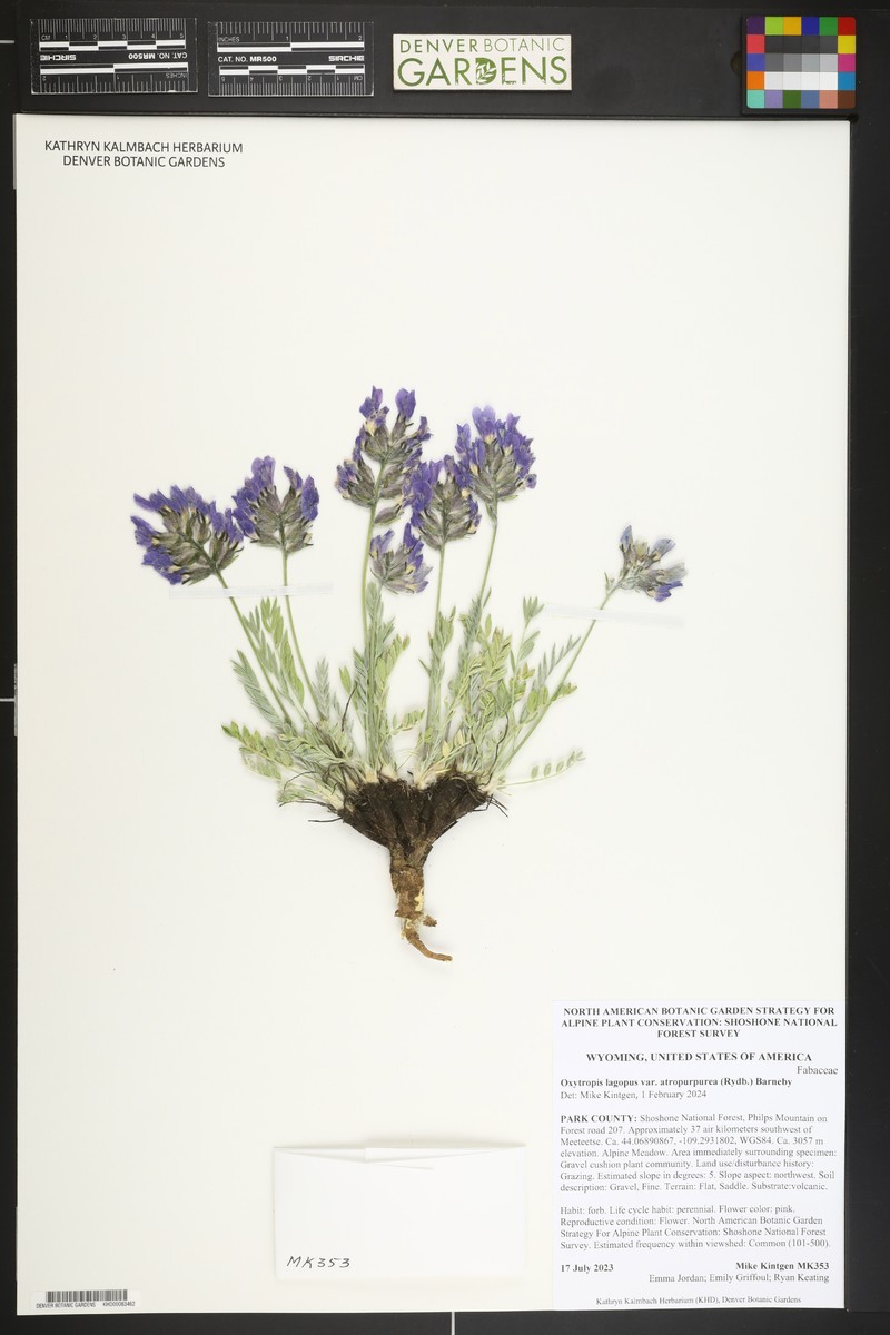 Oxytropis lagopus var. atropurpurea photo 8