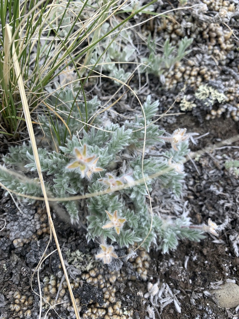 Oxytropis lagopus var. conjugans photo 2