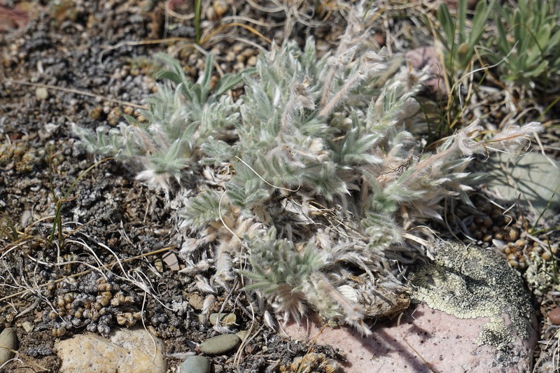 Oxytropis lagopus var. conjugans photo 3