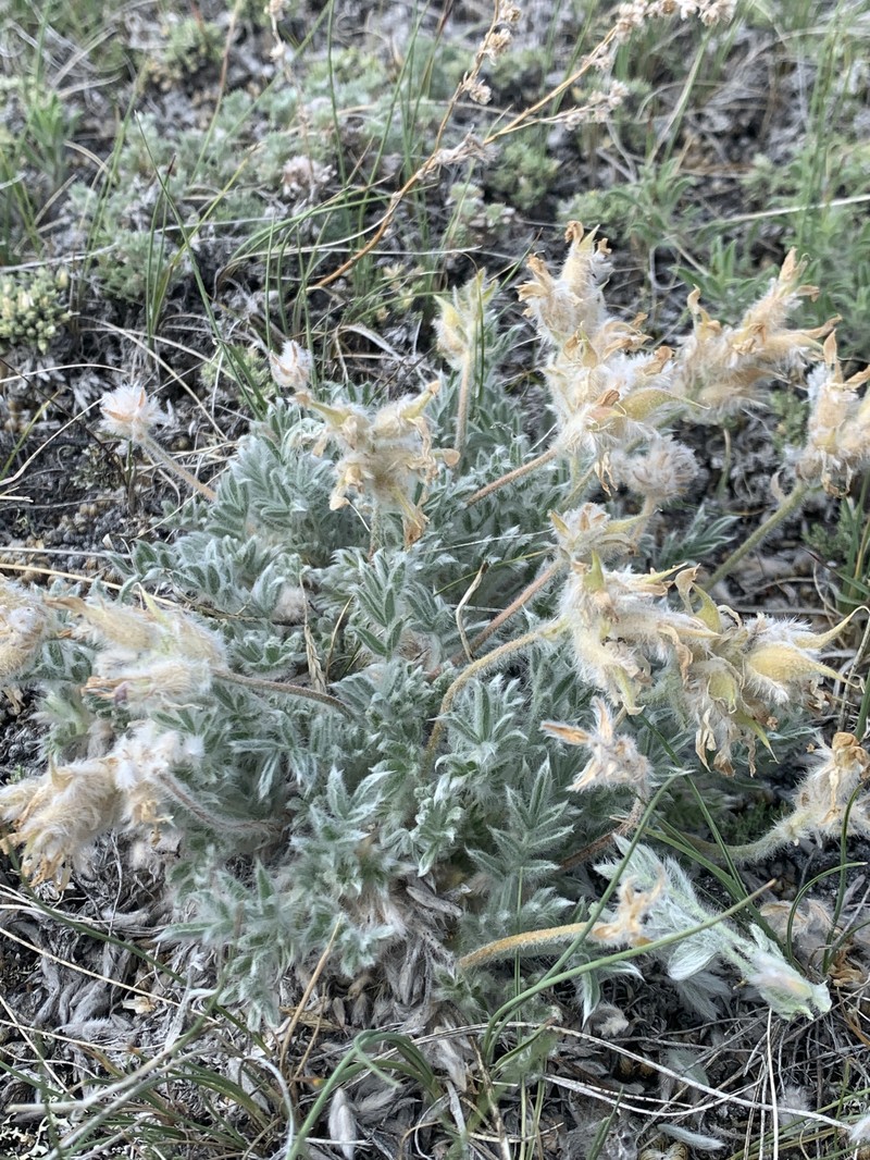 Oxytropis lagopus var. conjugans photo 4