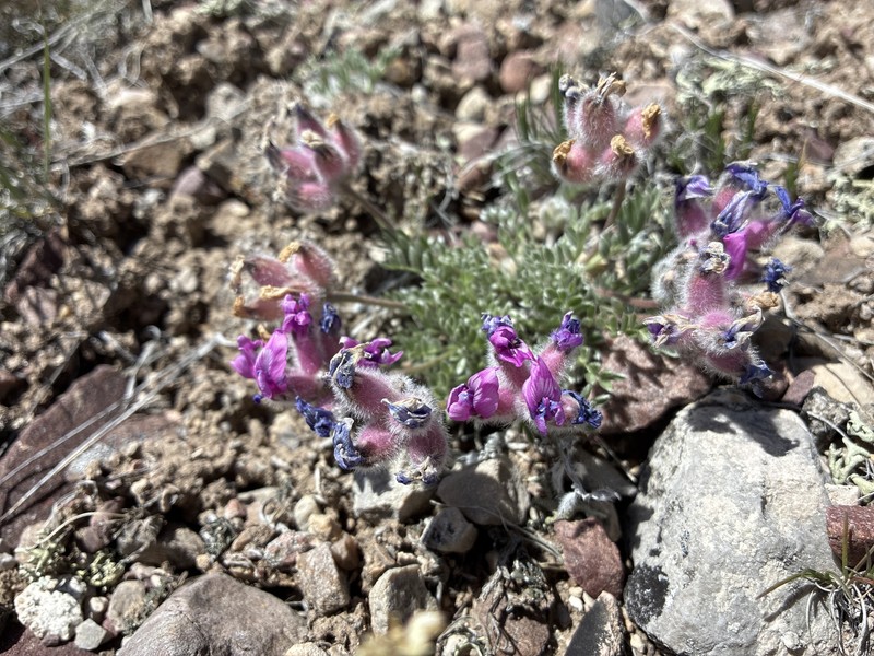 Oxytropis lagopus var. lagopus