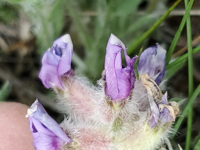 Oxytropis lagopus var. lagopus photo 2