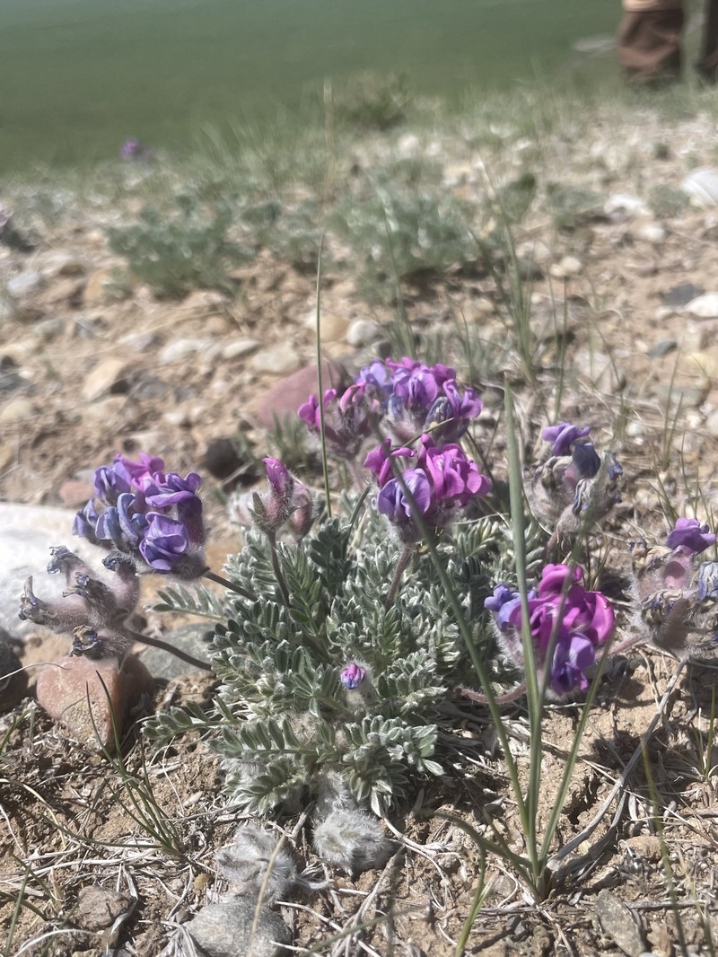 Oxytropis lagopus var. lagopus photo 3