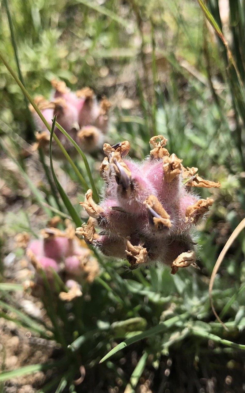 Oxytropis lagopus var. lagopus photo 4