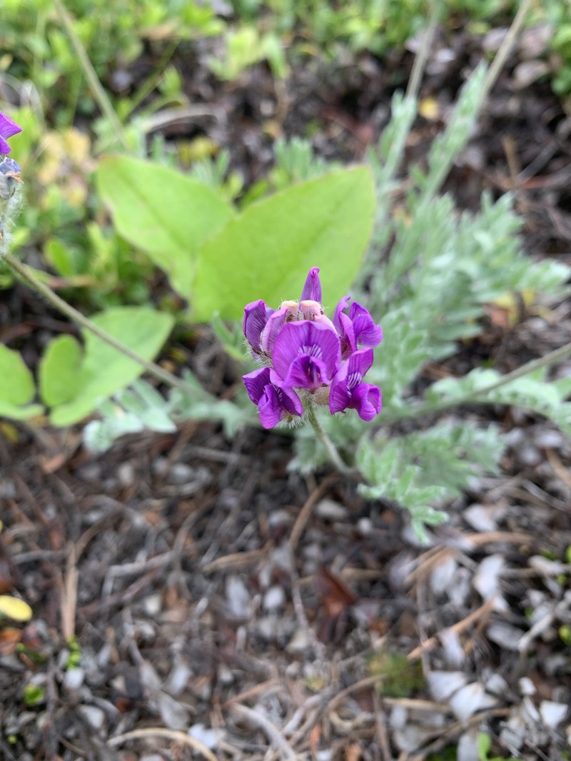 Oxytropis lagopus var. lagopus photo 5