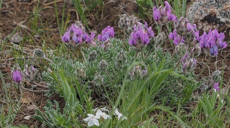 Oxytropis lagopus var. lagopus photo 6