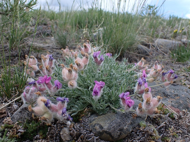 Oxytropis lagopus var. lagopus photo 7