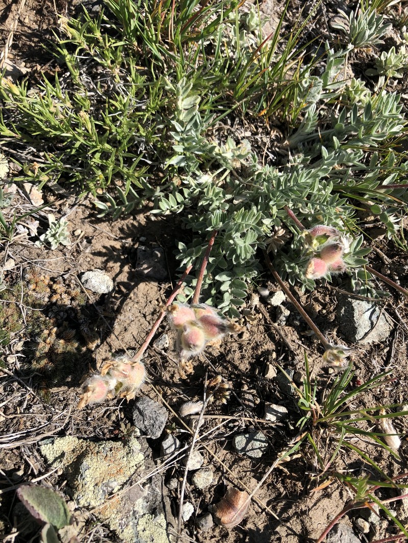 Oxytropis lagopus var. lagopus photo 8