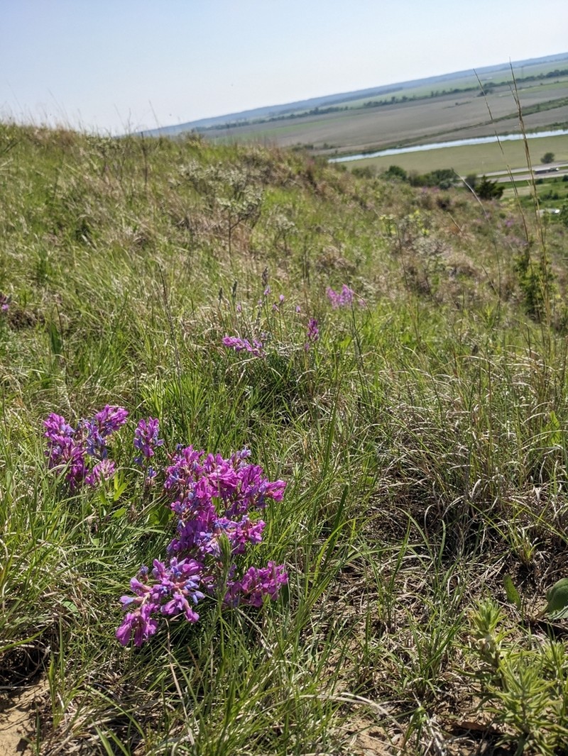 Purple Locoweed photo 3