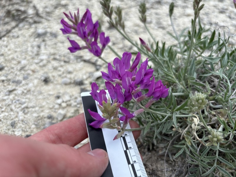 Purple Locoweed photo 4