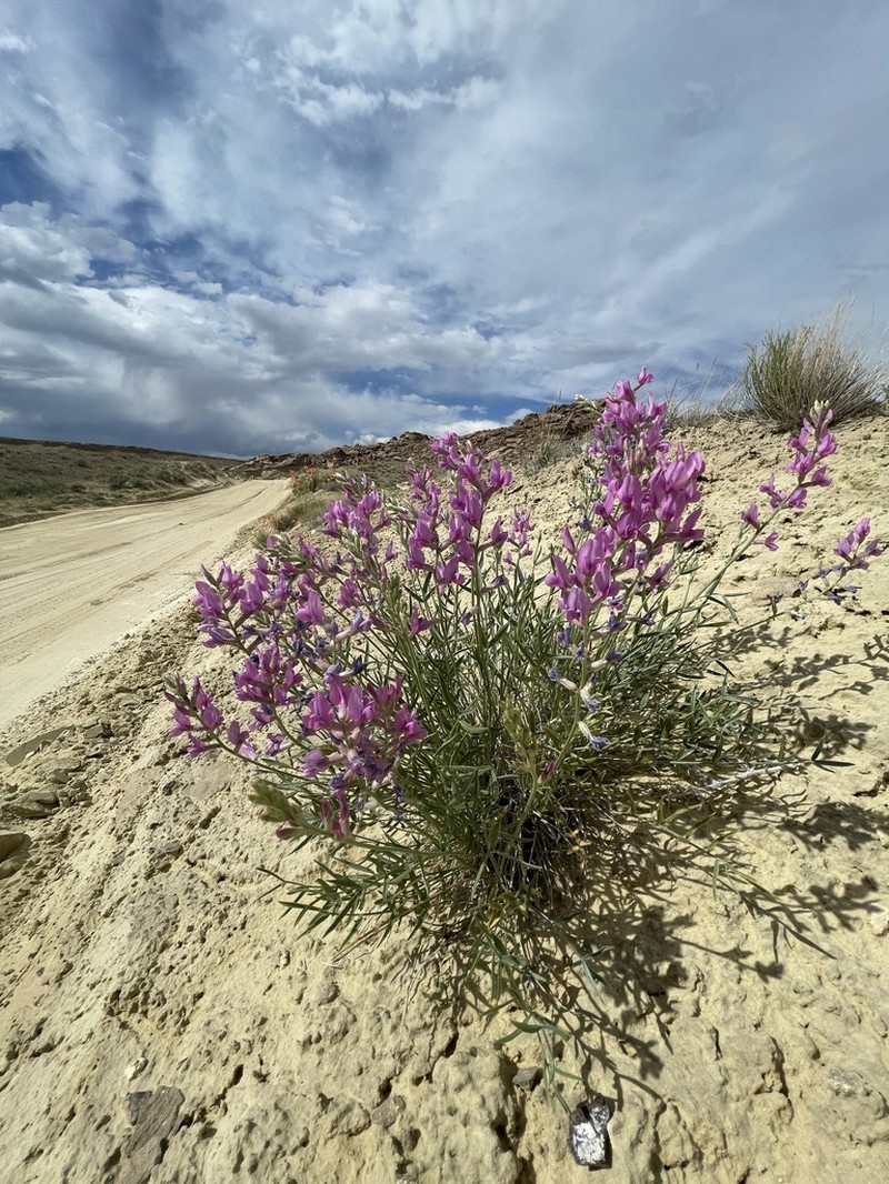 Purple Locoweed photo 5