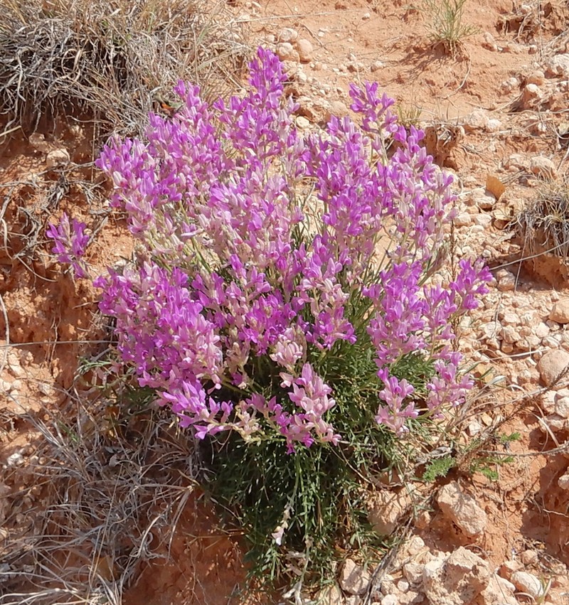 Purple Locoweed photo 6