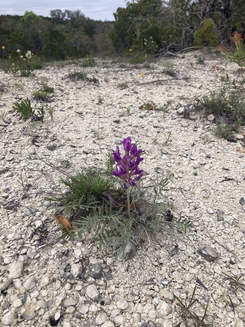 Purple Locoweed photo 7
