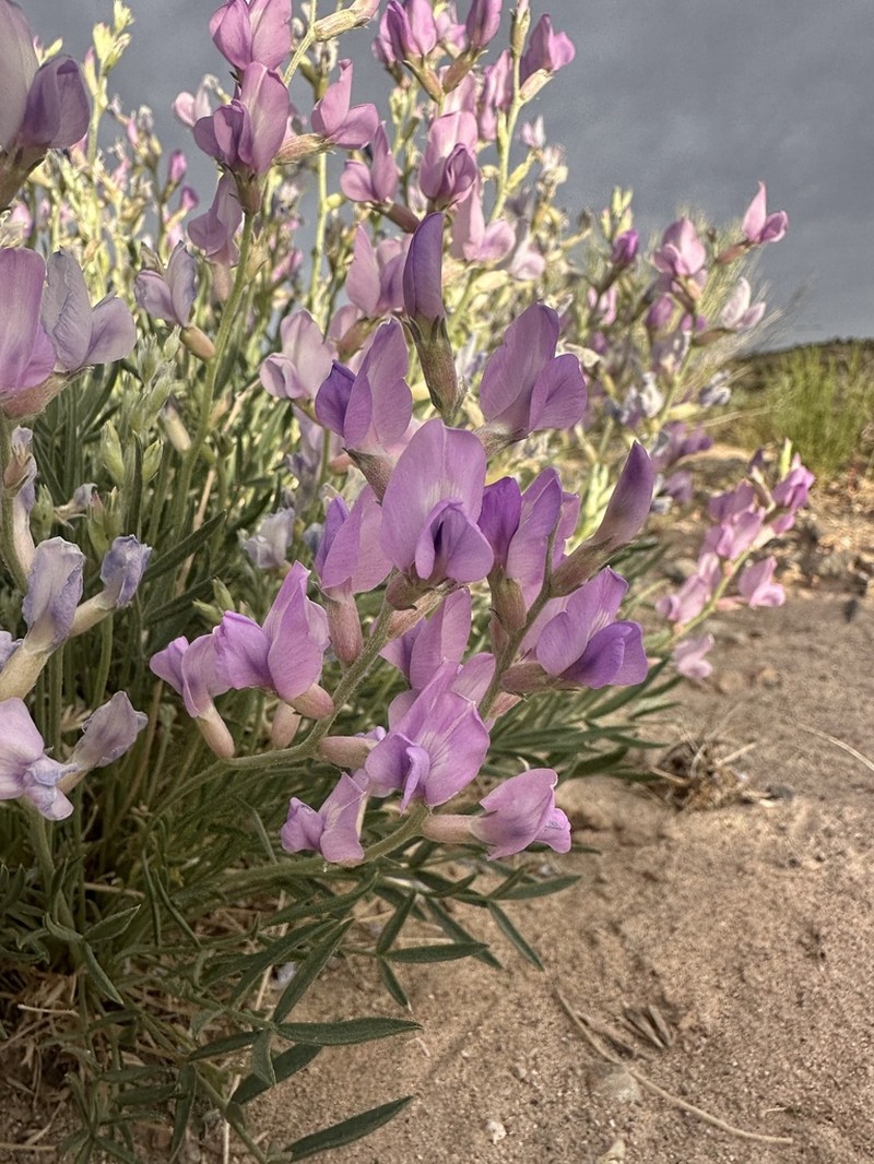 Purple Locoweed photo 8