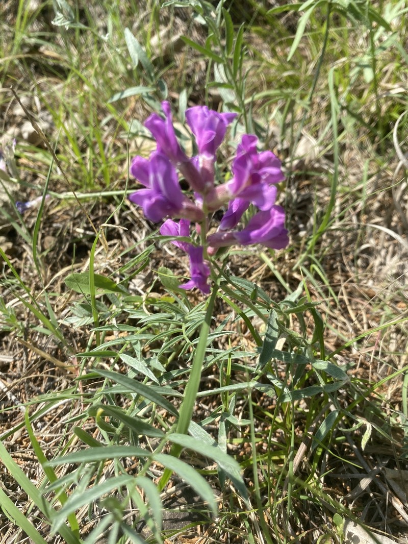 Oxytropis lambertii var. articulata
