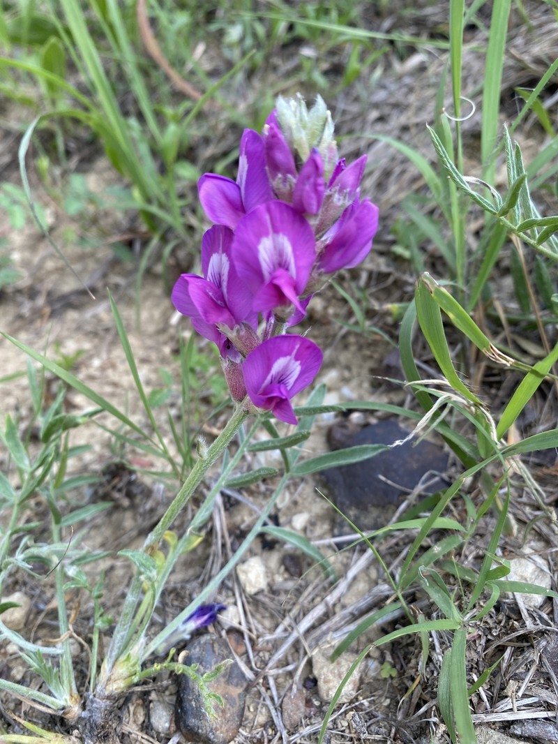Oxytropis lambertii var. articulata photo 2
