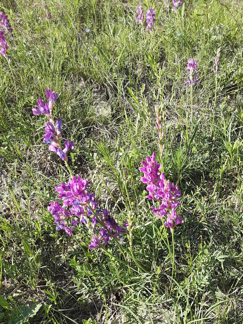 Oxytropis lambertii var. articulata photo 3