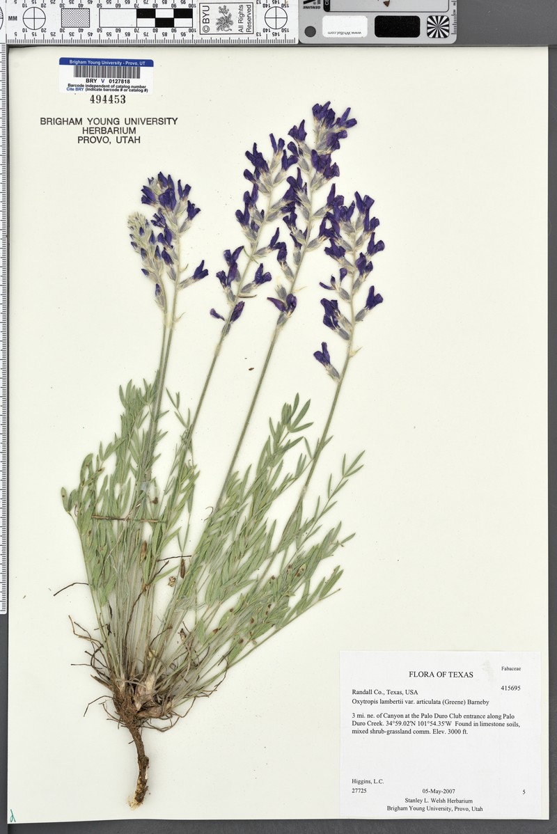 Oxytropis lambertii var. articulata photo 6