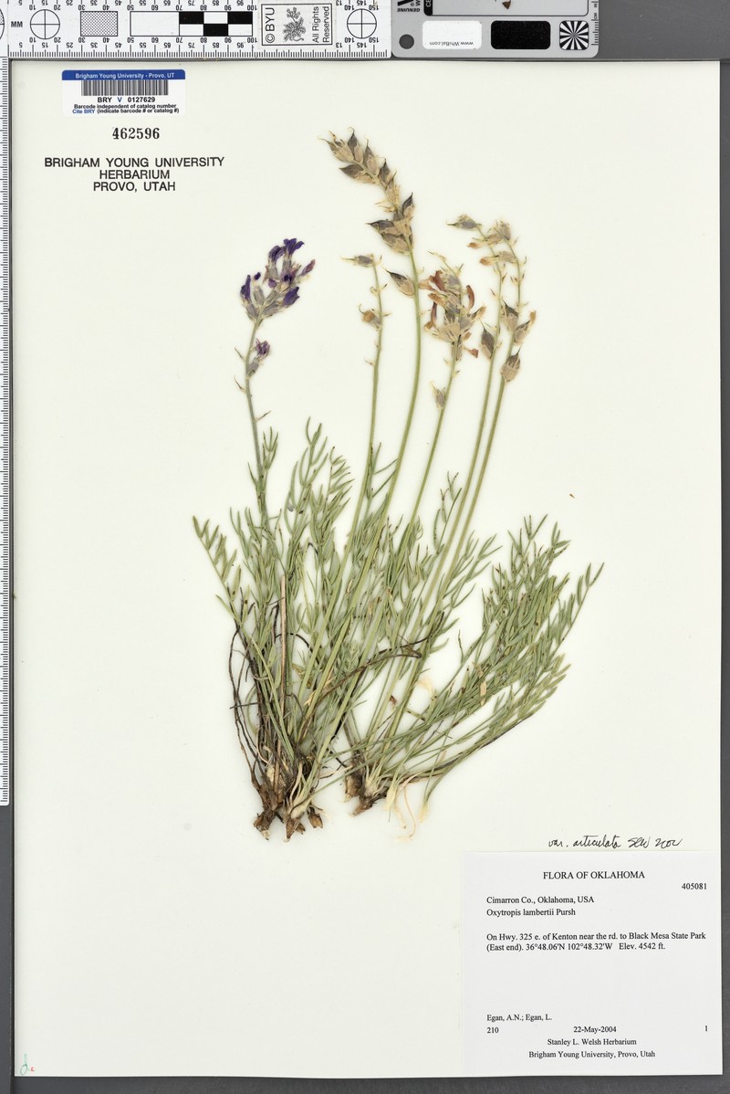 Oxytropis lambertii var. articulata photo 7