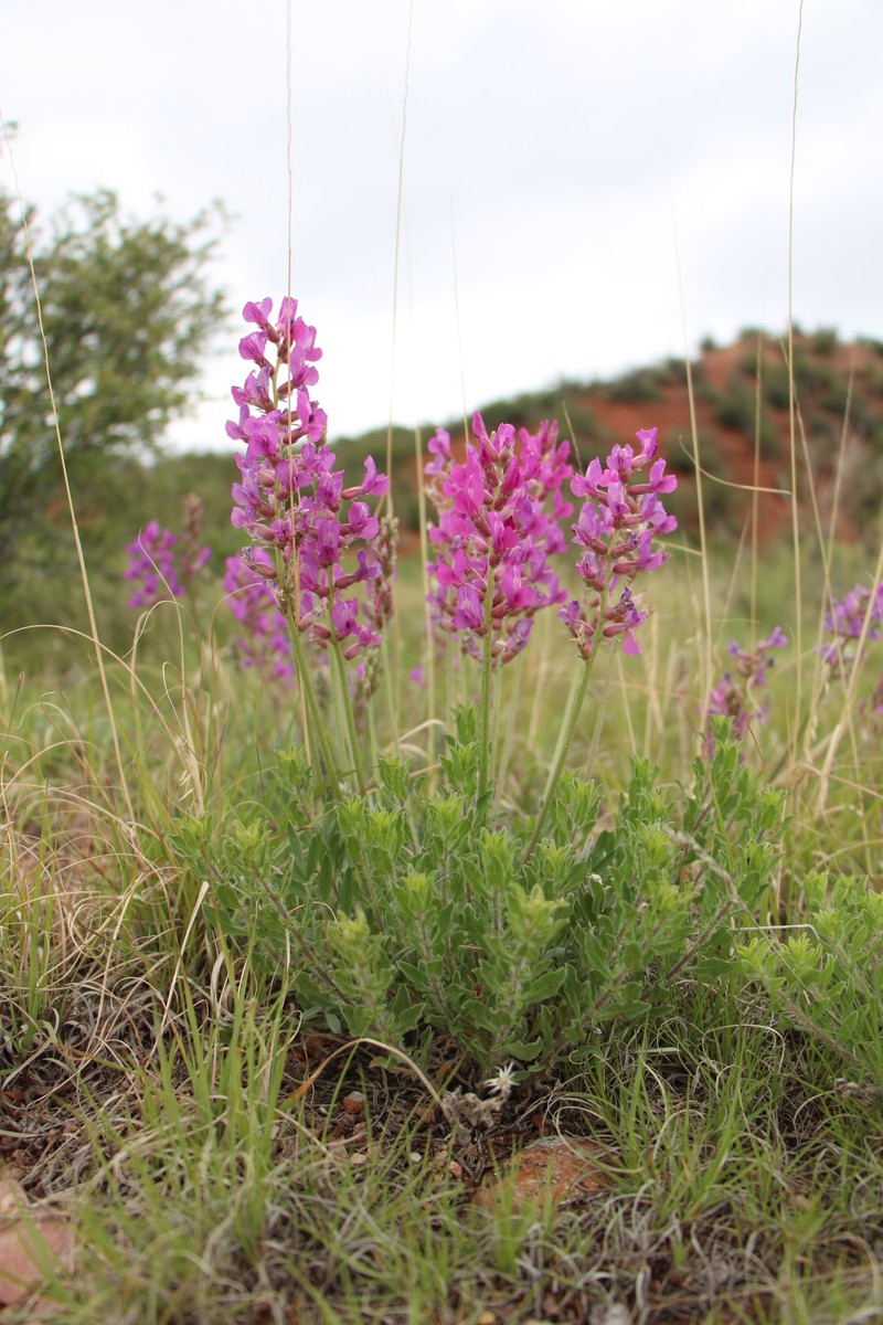 Oxytropis lambertii var. bigelovii