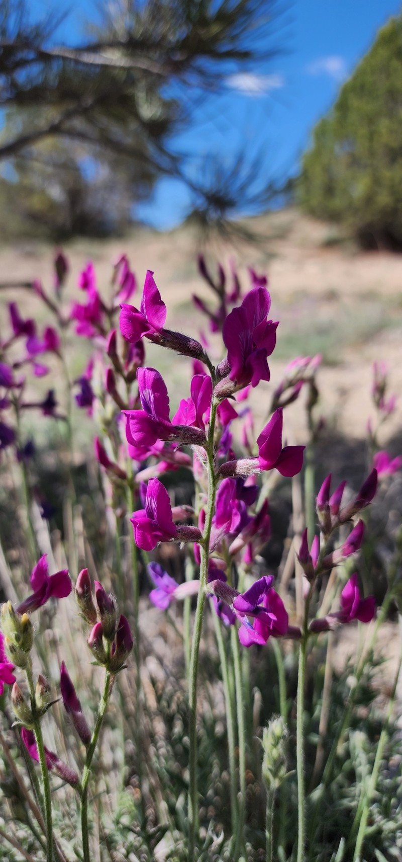 Oxytropis lambertii var. bigelovii photo 2