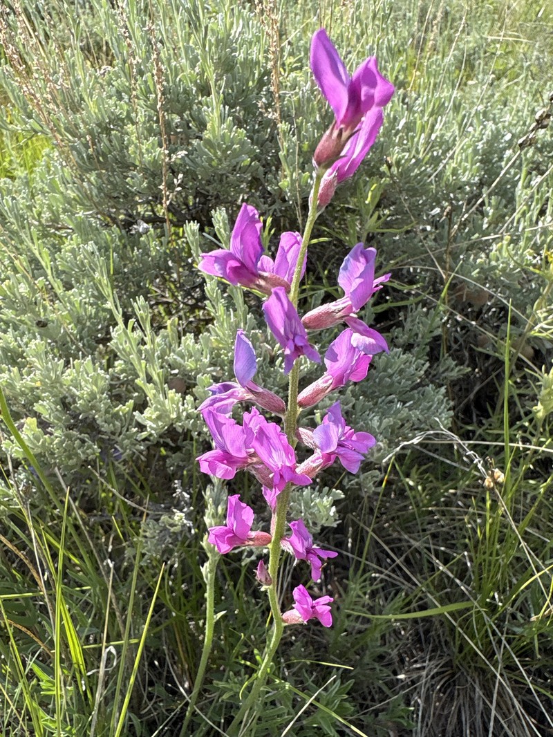 Oxytropis lambertii var. bigelovii photo 3