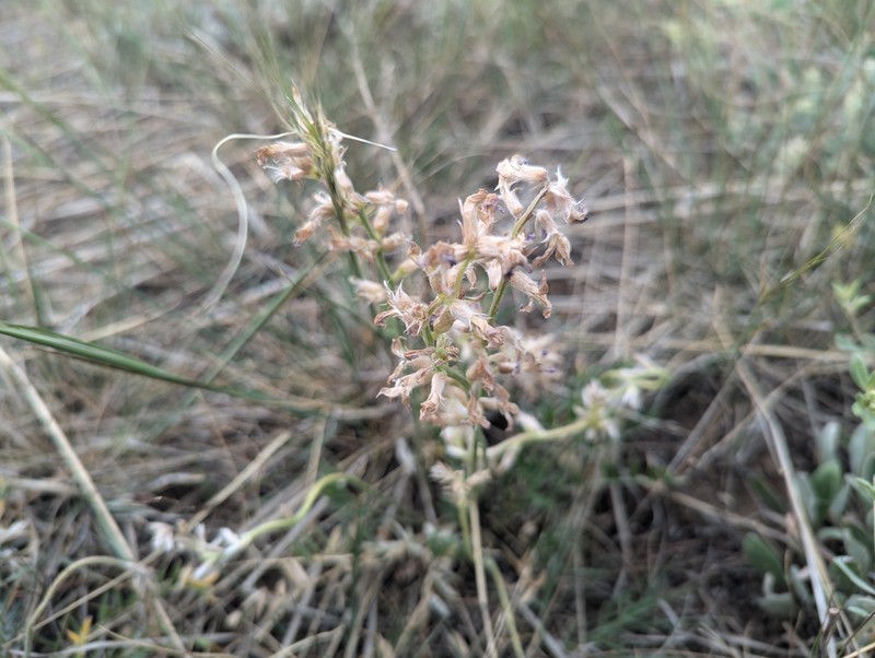 Oxytropis lambertii var. bigelovii photo 4
