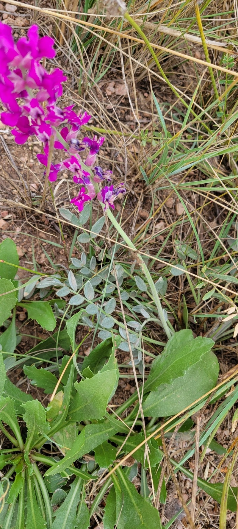 Oxytropis lambertii var. bigelovii photo 5