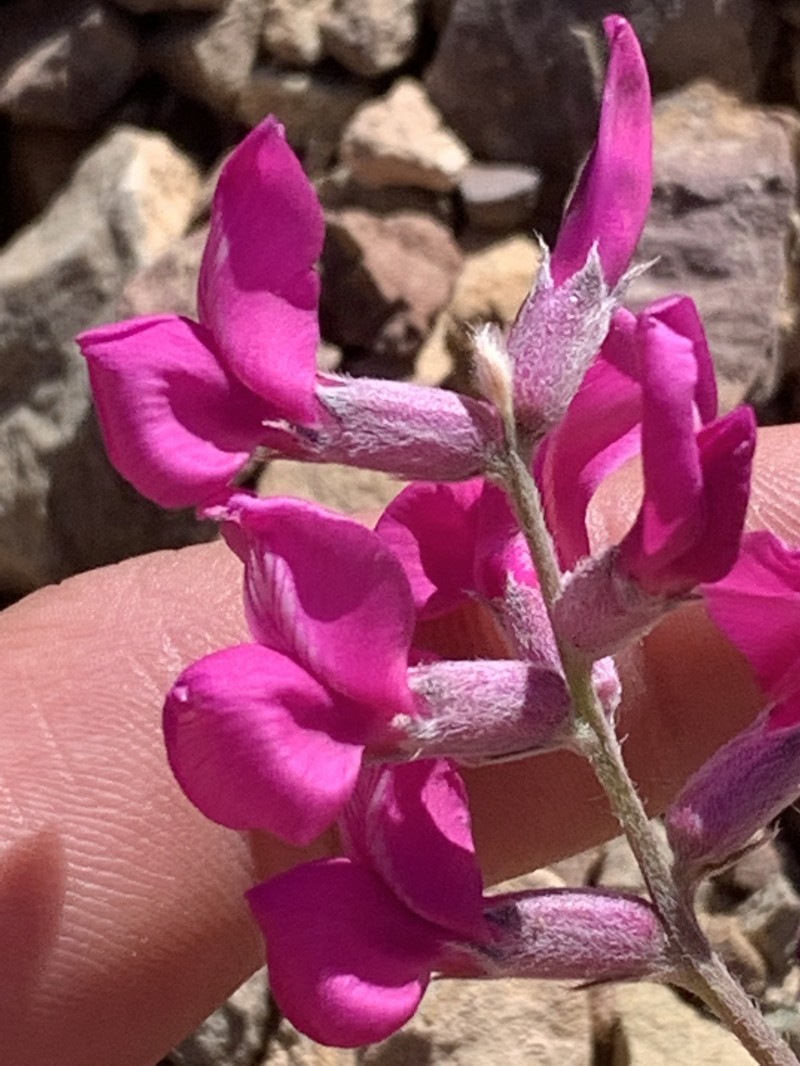 Oxytropis lambertii var. bigelovii photo 6