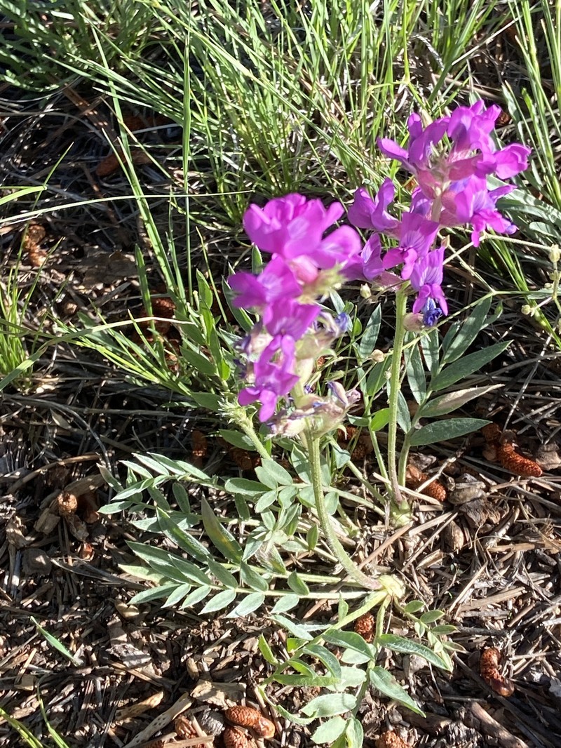 Oxytropis lambertii var. bigelovii photo 7