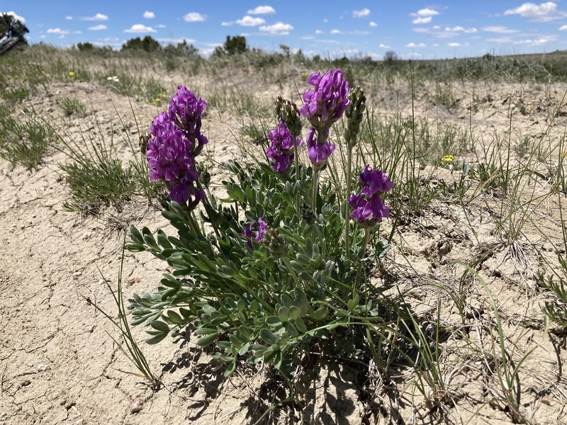 Oxytropis lambertii var. bigelovii photo 8