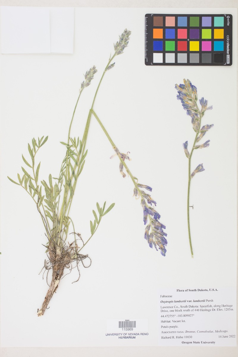 Oxytropis lambertii var. lambertii