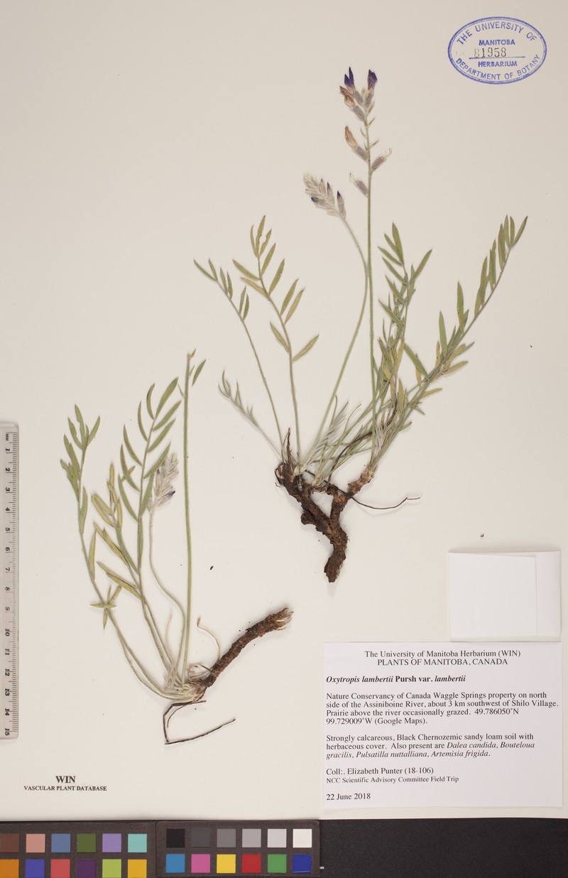 Oxytropis lambertii var. lambertii photo 2