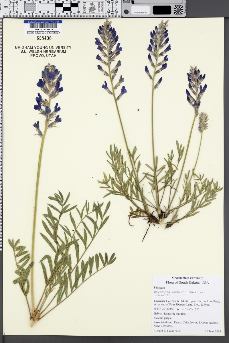 Oxytropis lambertii var. lambertii photo 3